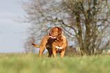 DOGUE DE BORDEAUX 130